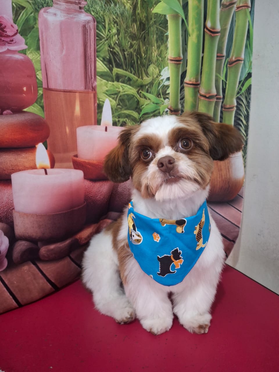 Pet atendido no Pet da Pâ